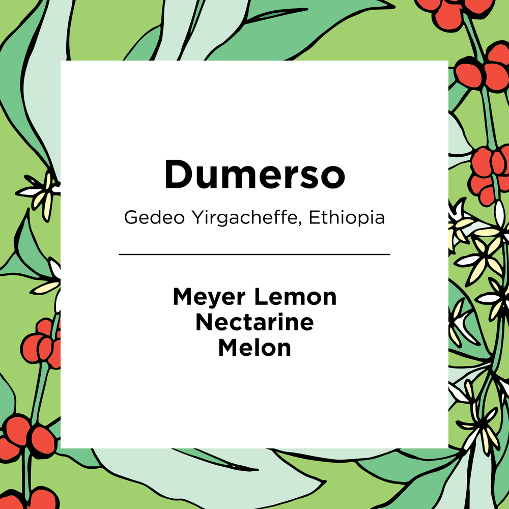 Dumerso | Ethiopia | Washed