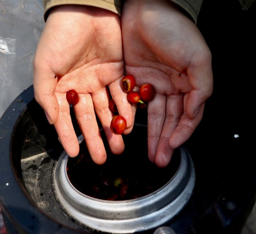 Ximeng | China | Double Anaerobic Natural