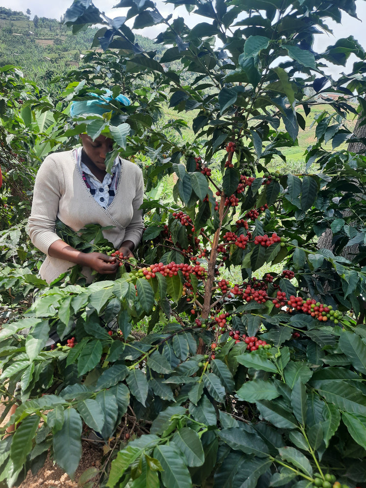 Kibaya | Rwanda | Washed