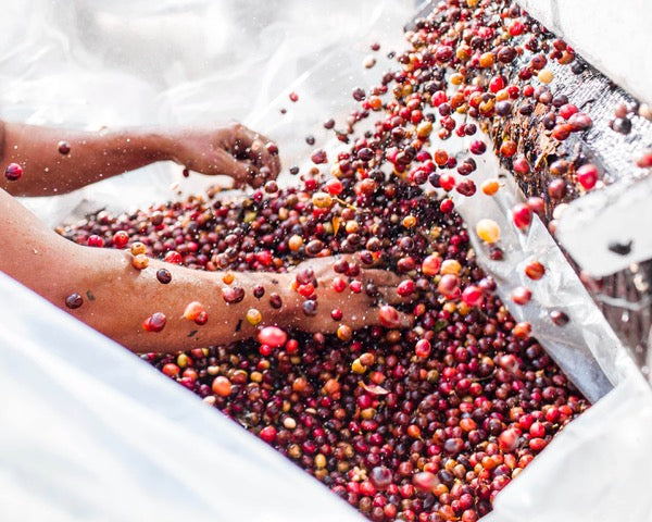 Ximeng | China | Double Anaerobic Natural