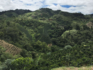 Palmera | Colombia | Washed
