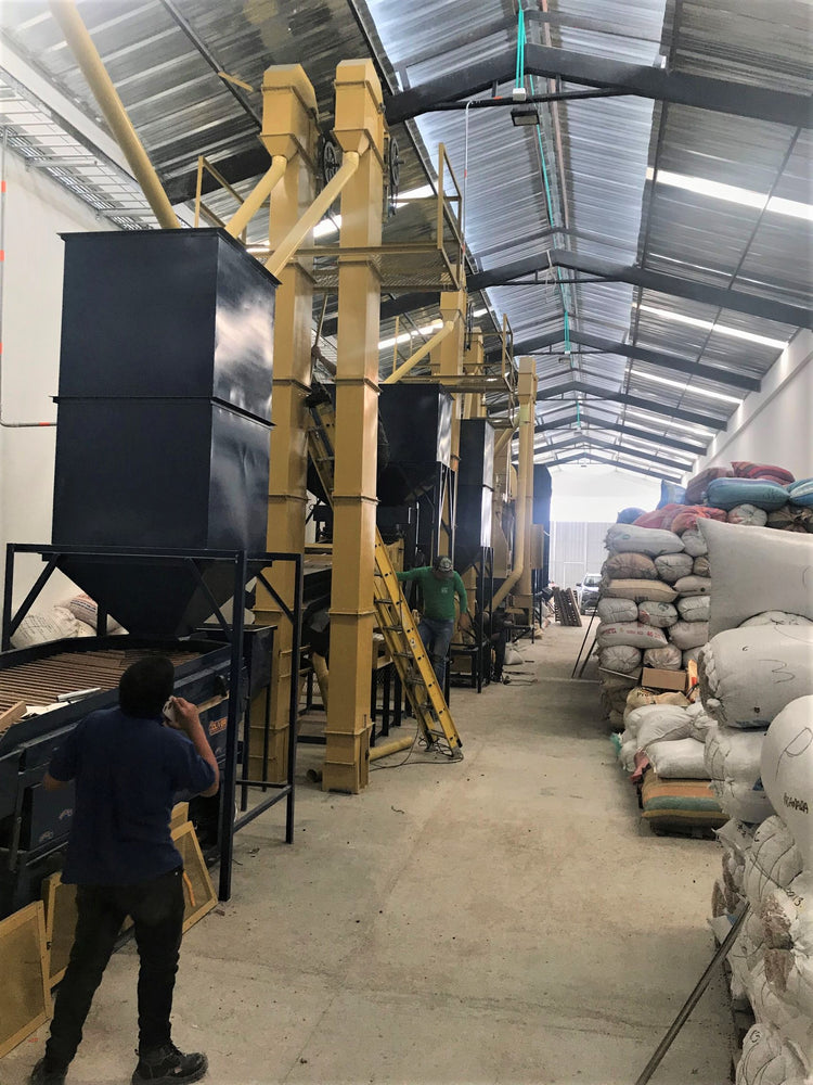 Palmera | Colombia | Washed