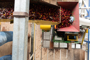 Palmera | Colombia | Washed