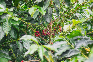 Palmera | Colombia | Washed