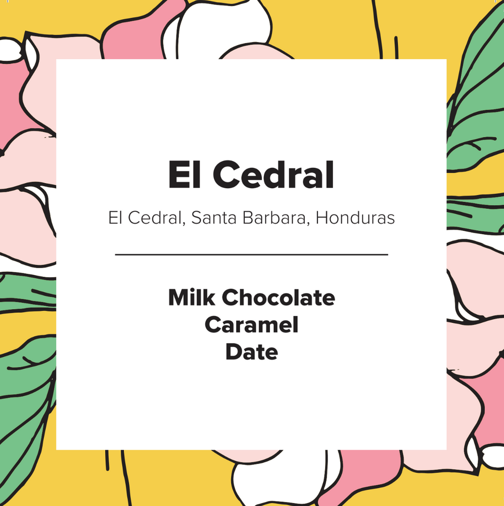 El Cedral | Honduras | Washed
