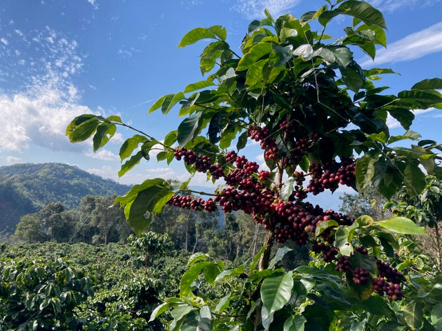 Ximeng | China | Double Anaerobic Natural