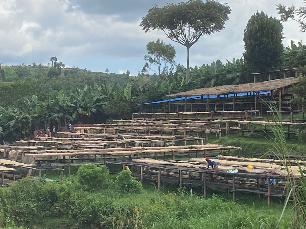 Bumba Hill | Burundi | Honey