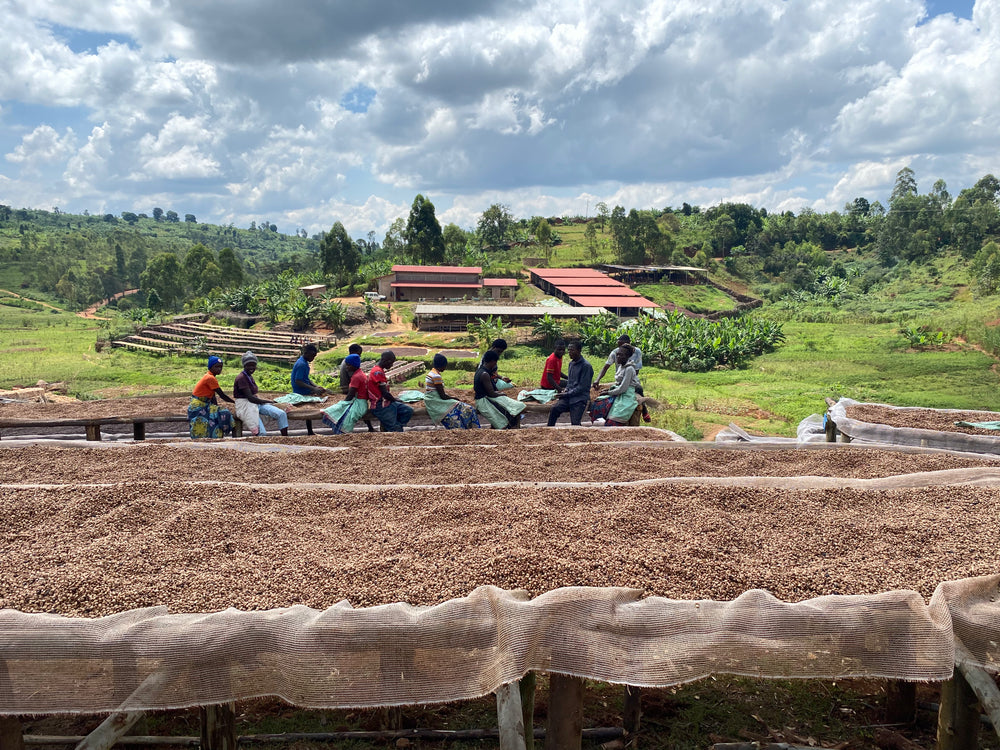 Bumba Hill | Burundi | Honey