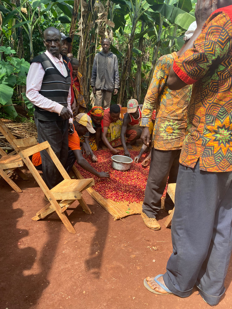 Bumba Hill | Burundi | Honey