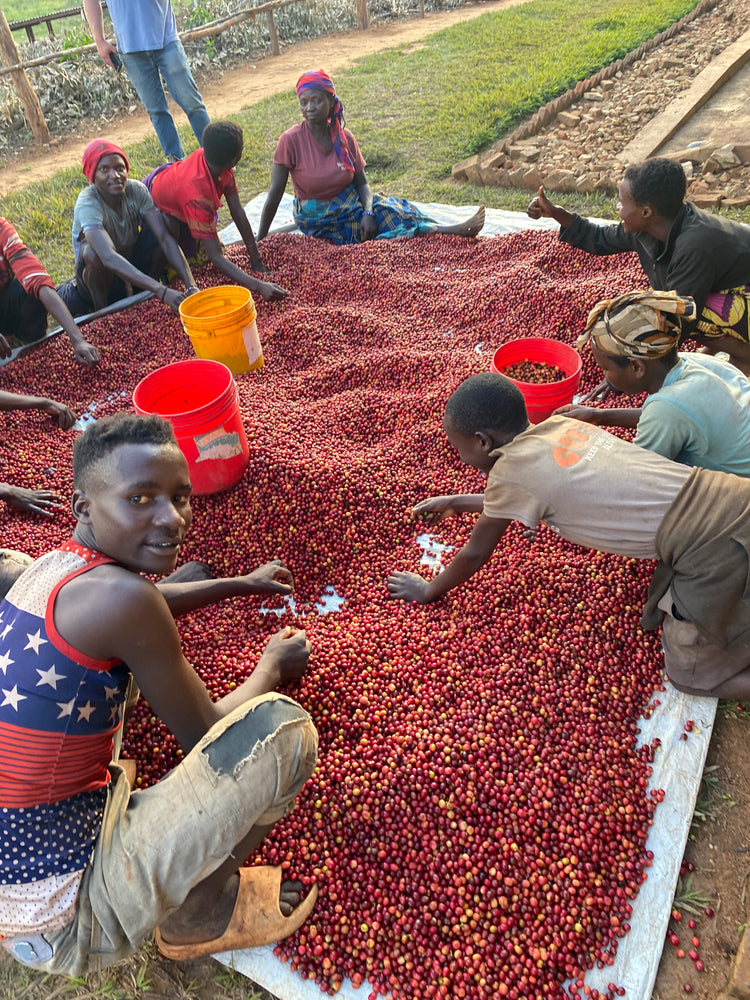 Bumba Hill | Burundi | Honey