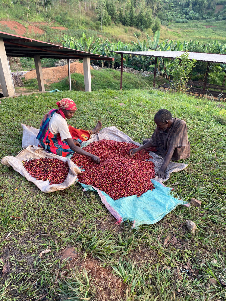 KYOUKO　350g Kayanza Hills | Burundi | Natural – Feast Coffee & Culture
