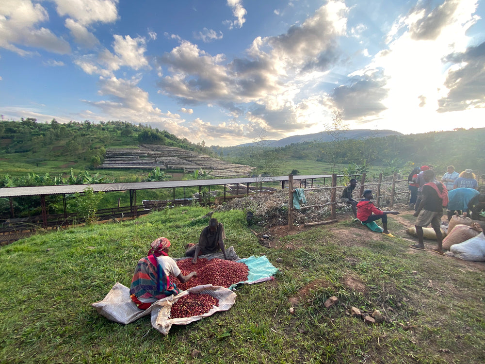 Bumba Hill | Burundi | Honey