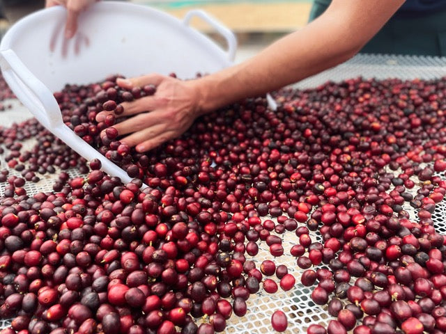 Ximeng | China | Double Anaerobic Natural