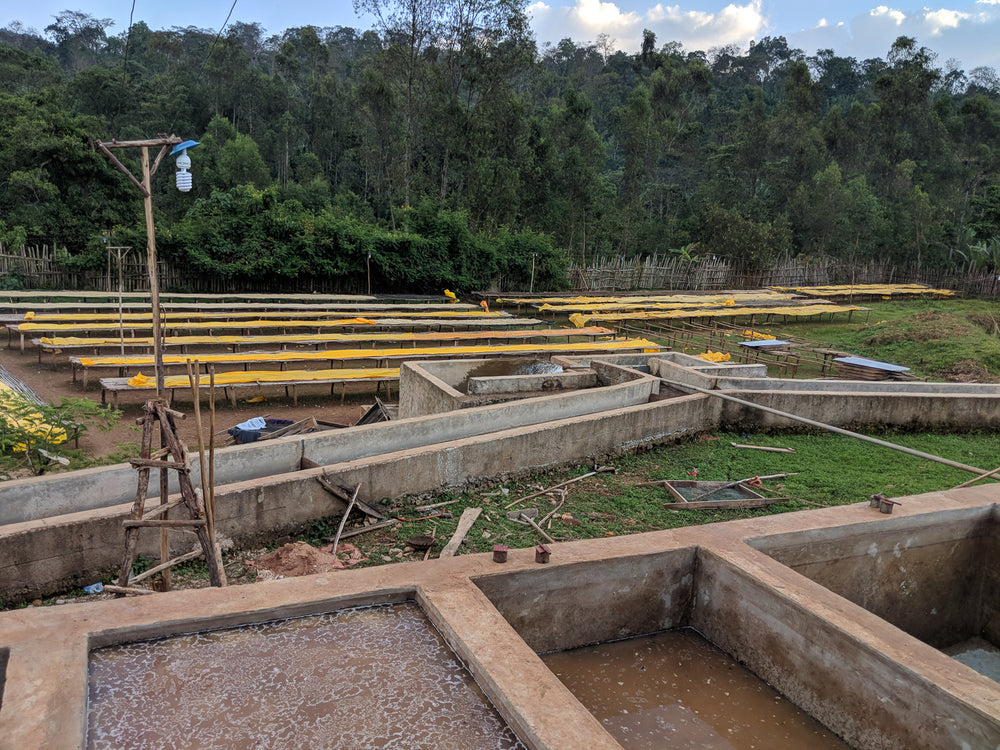 Koke | Ethiopia | Honey