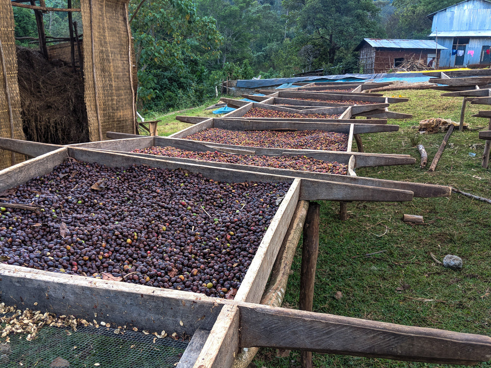 Koke | Ethiopia | Honey