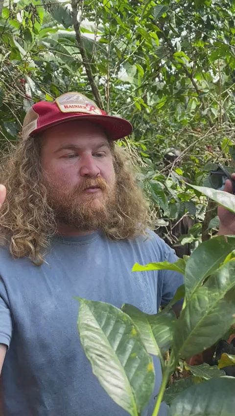 
            
                Load and play video in Gallery viewer, Bumba Hill | Burundi | Honey
            
        