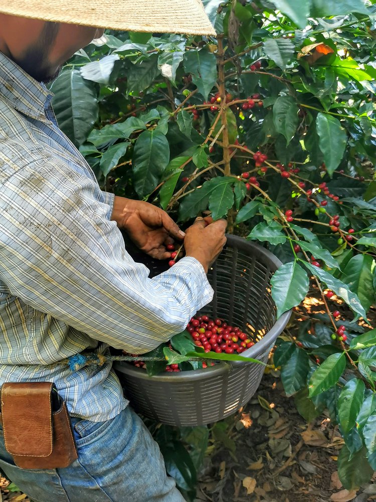 Ayarza | Santa Rosa | Guatemala